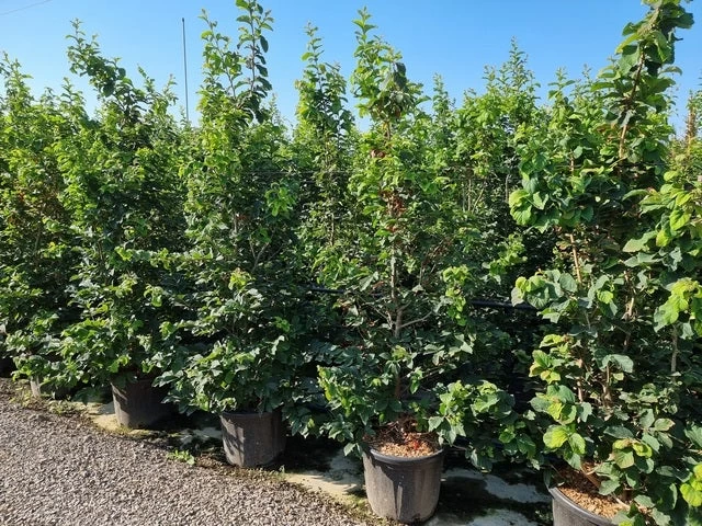 Perzisch IJzerhout Als Struik (Parrotia Persica) - Afbeelding 5