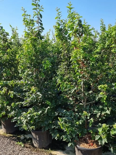 Perzisch IJzerhout Als Struik (Parrotia Persica) - Afbeelding 2