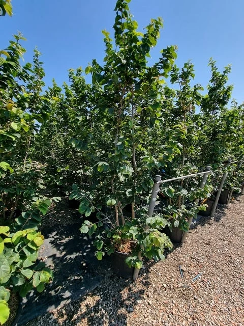 Perzisch IJzerhout Als Struik (Parrotia Persica) - Afbeelding 4
