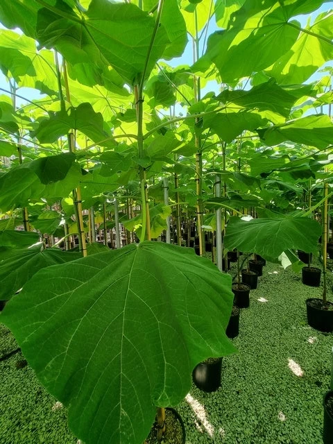 Anna Paulownaboom (Paulownia Fortunei 'Fast Blue') - Afbeelding 2