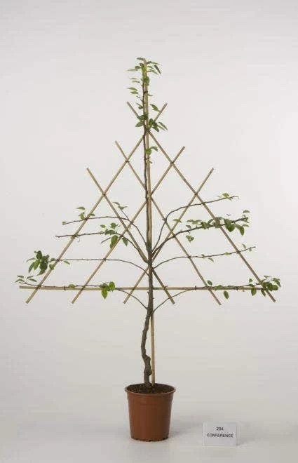 Lei-Peer (Pyrus Communis 'Bonne Louise D'Avranches') - Afbeelding 3