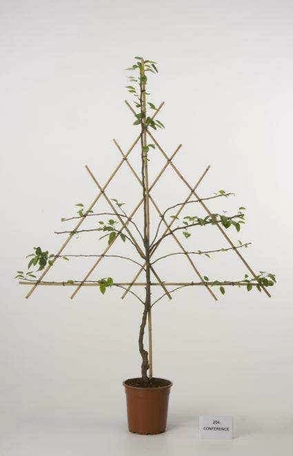 Lei-Peer (Pyrus Communis 'Williams') - Afbeelding 3