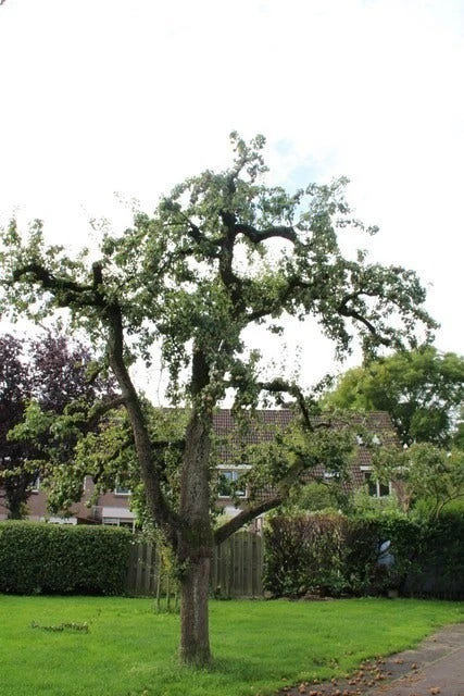 Wilde Perenboom (Pyrus Communis) - Afbeelding 3