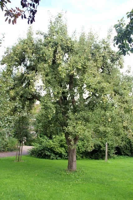 Wilde Perenboom (Pyrus Communis) - Afbeelding 7