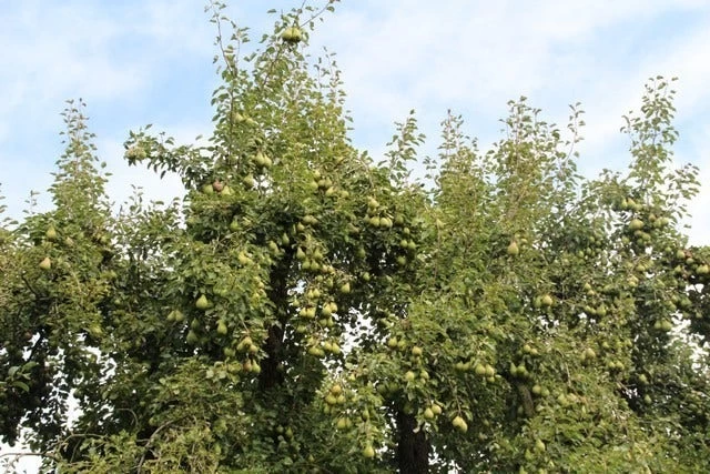 Wilde Perenboom (Pyrus Communis) - Afbeelding 2