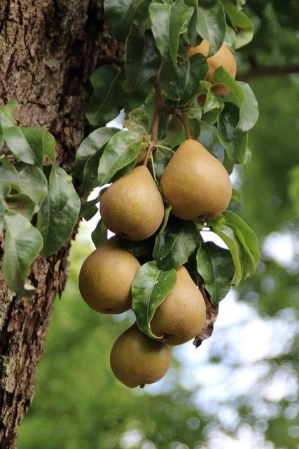 Wilde Perenboom (Pyrus Communis) - Afbeelding 5