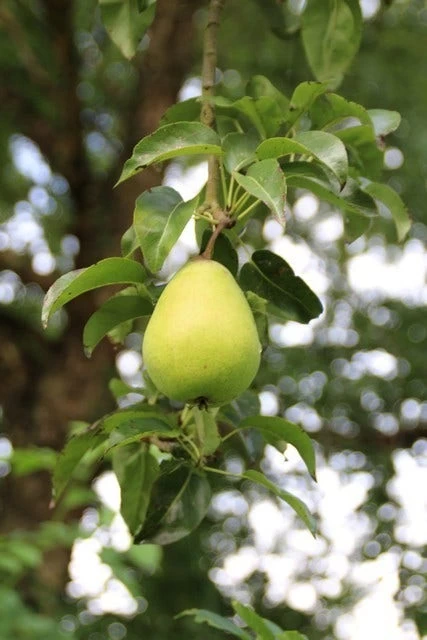 Wilde Perenboom (Pyrus Communis) - Afbeelding 6