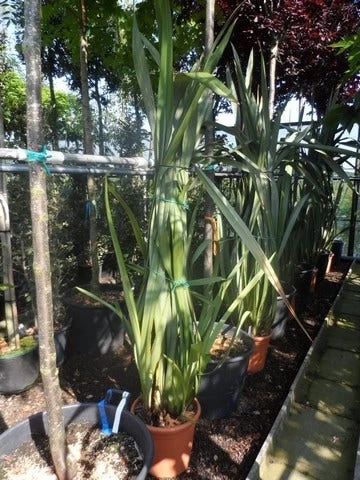Nieuw Zeelands Vlas (Phormium Tenax) - Afbeelding 2