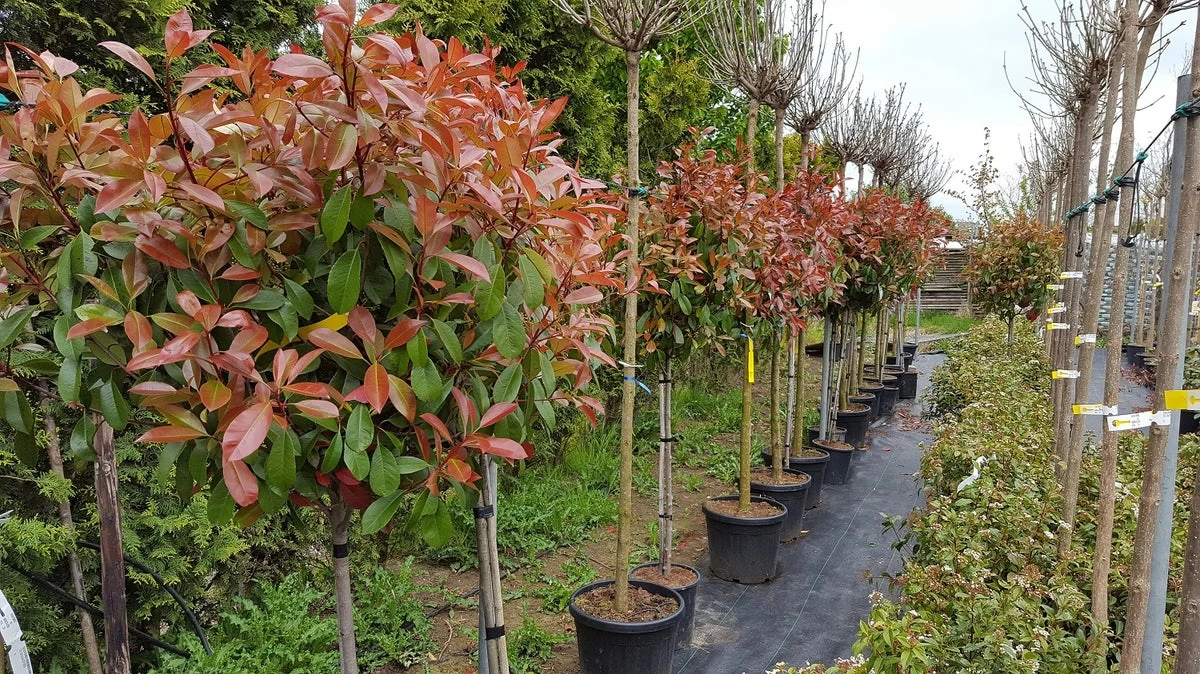 Glansmispel Op Stam (Photinia Fraseri 'Red Robin') - Afbeelding 3