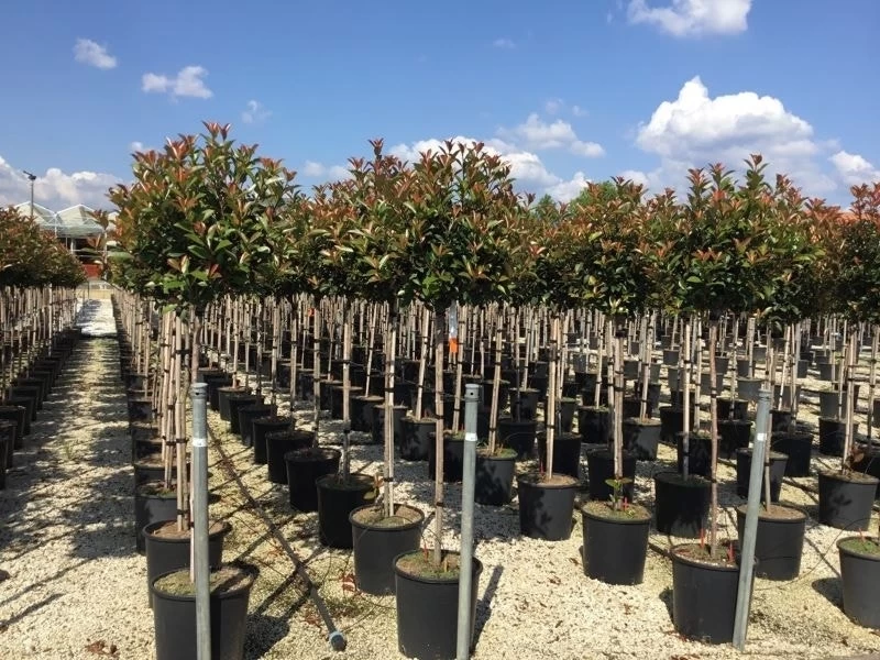 Glansmispel Op Stam (Photinia Fraseri 'Red Robin') - Afbeelding 13