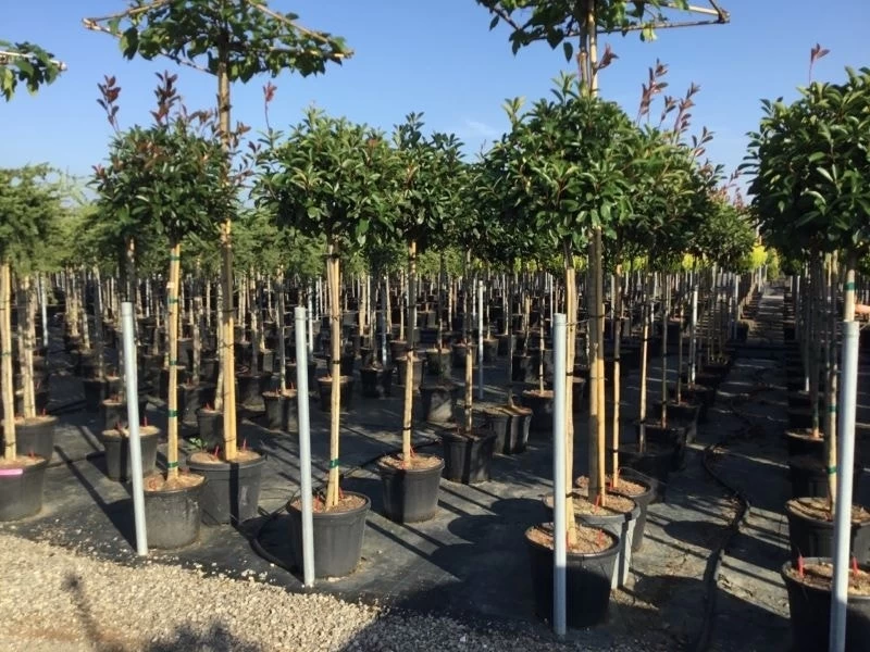 Glansmispel Op Stam (Photinia Fraseri 'Red Robin') - Afbeelding 12