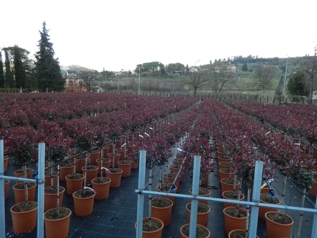 Glansmispel Op Stam (Photinia Fraseri 'Carré Rouge') - Afbeelding 3
