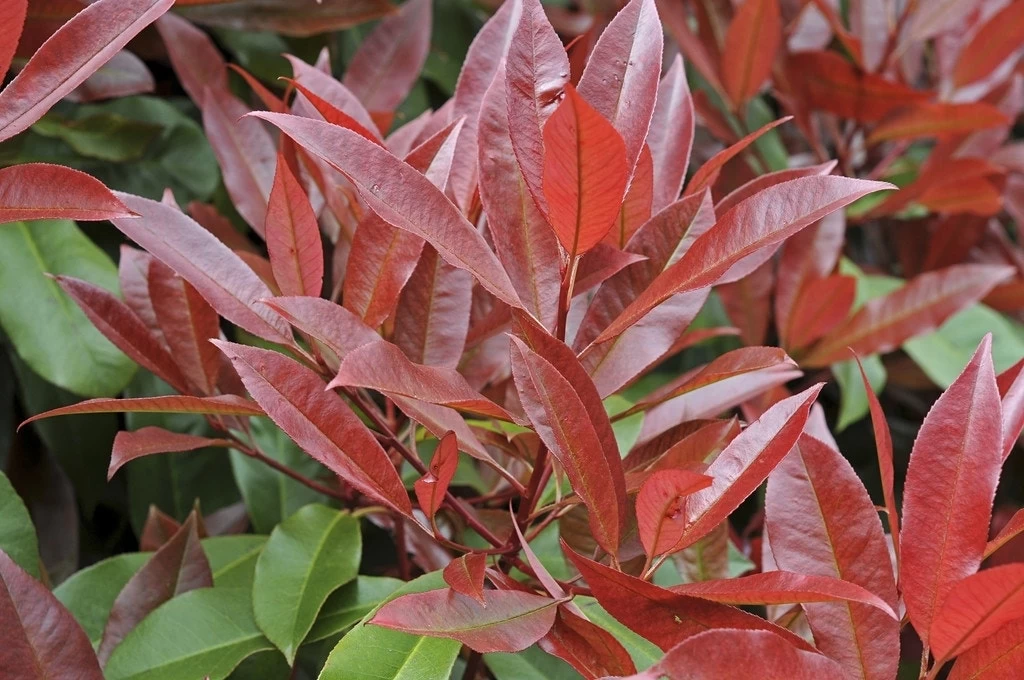 Glansmispel Halfstam Als Leiboom (Photinia Fraseri 'Red Robin') - Afbeelding 3