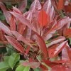 Glansmispel Als Leivorm (Photinia Fraseri 'Red Robin')