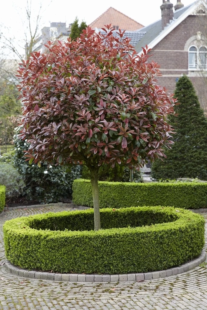 Glansmispel Als Boom (Photinia Fraseri 'Red Robin') - Afbeelding 4