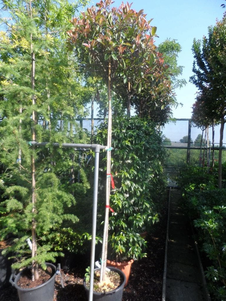 Glansmispel Als Boom (Photinia Fraseri 'Red Robin') - Afbeelding 3