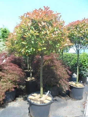 Glansmispel Op Stam (Photinia Fraseri 'Red Robin') - Afbeelding 4