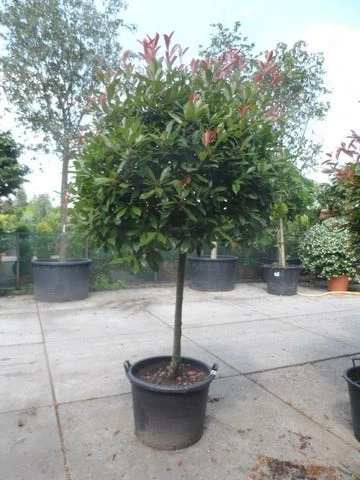 Glansmispel Op Stam (Photinia Fraseri 'Red Robin') - Afbeelding 6