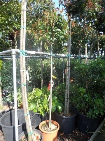 Glansmispel Op Stam (Photinia Fraseri 'Red Robin') - Afbeelding 8