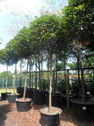 Glansmispel Als Boom (Photinia Fraseri 'Red Robin') - Afbeelding 6