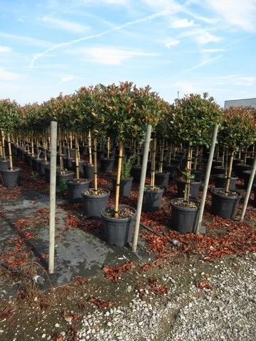Glansmispel Op Stam (Photinia Fraseri 'Red Robin') - Afbeelding 14