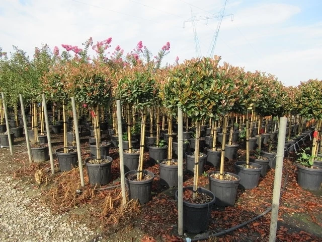 Glansmispel Op Stam (Photinia Fraseri 'Red Robin') - Afbeelding 15