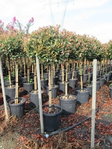 Glansmispel Op Stam (Photinia Fraseri 'Red Robin') - Afbeelding 16