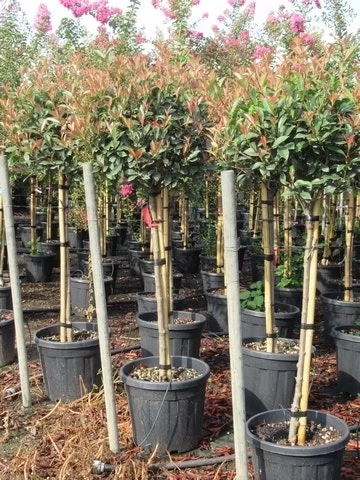 Glansmispel Op Stam (Photinia Fraseri 'Red Robin') - Afbeelding 17