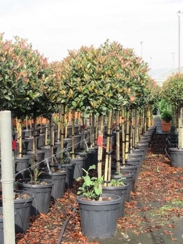 Glansmispel Op Stam (Photinia Fraseri 'Red Robin') - Afbeelding 18