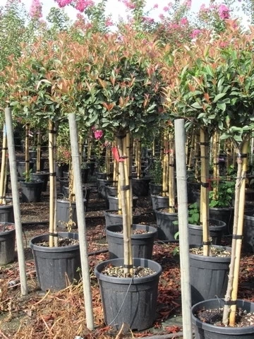 Glansmispel Op Stam (Photinia Fraseri 'Red Robin') - Afbeelding 19