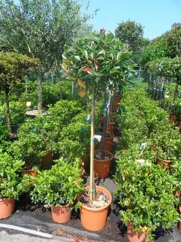 Glansmispel Op Stam (Photinia Fraseri 'Red Robin') - Afbeelding 9