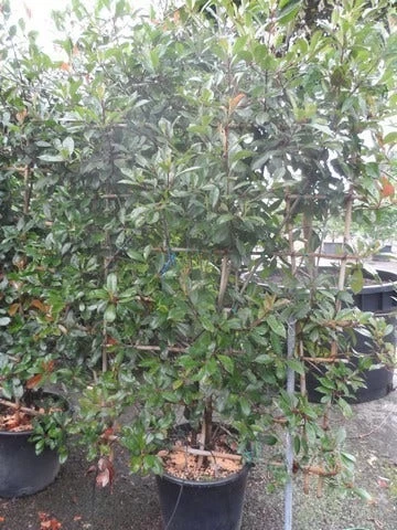 Glansmispel Als Leivorm (Photinia Fraseri 'Red Robin') - Afbeelding 2