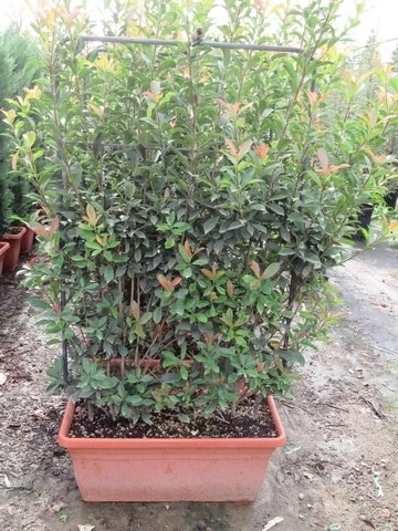 Glansmispel Als Leivorm (Photinia Fraseri 'Red Robin') - Afbeelding 4