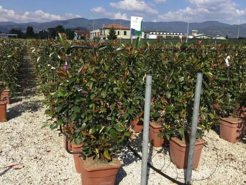 Glansmispel Als Leivorm (Photinia Fraseri 'Red Robin') - Afbeelding 6