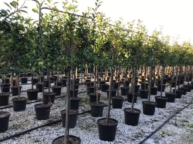 Glansmispel Halfstam Als Leiboom (Photinia Fraseri 'Red Robin') - Afbeelding 4