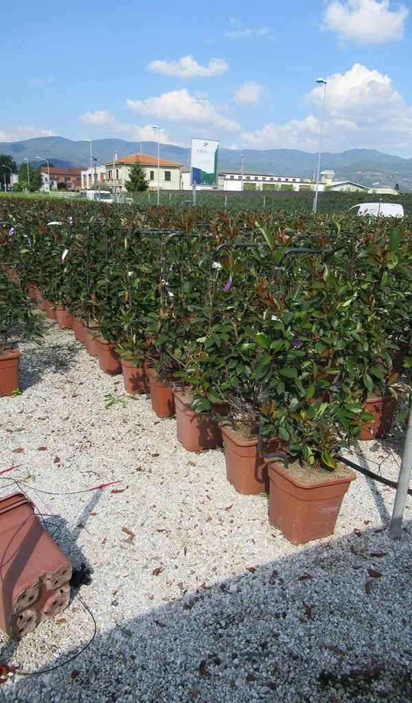 Glansmispel Als Leivorm (Photinia Fraseri 'Red Robin') - Afbeelding 5