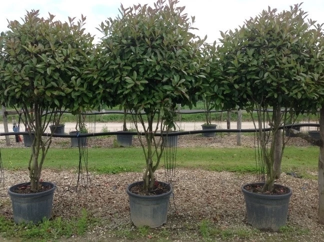 Meerstammige Glansmispel (Photinia Fraseri 'Red Robin') - Afbeelding 3