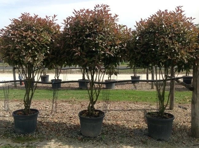 Meerstammige Glansmispel (Photinia Fraseri 'Red Robin') - Afbeelding 2