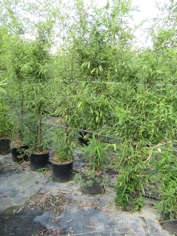 Bamboe (Phyllostachys Aureosulcata 'Spectabilis') - Afbeelding 12