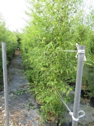 Bamboe (Phyllostachys Aureosulcata 'Spectabilis') - Afbeelding 10