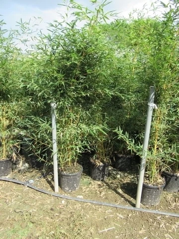 Bamboe (Phyllostachys Aureosulcata 'Spectabilis') - Afbeelding 11