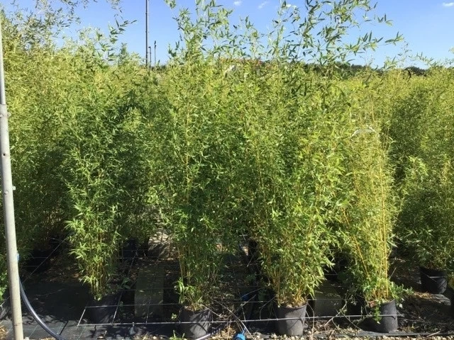 Bamboe (Phyllostachys Aureosulcata 'Spectabilis') - Afbeelding 13