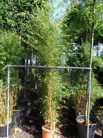 Bamboe (Phyllostachys Aureosulcata 'Spectabilis') - Afbeelding 6
