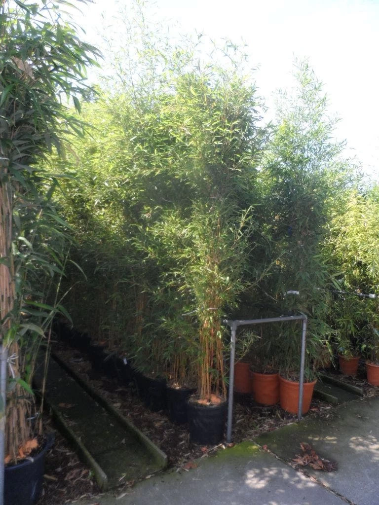 Bamboe (Phyllostachys Aureosulcata 'Spectabilis') - Afbeelding 5