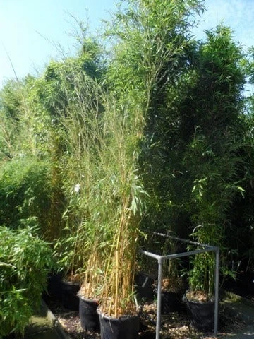 Bamboe (Phyllostachys Aureosulcata 'Spectabilis') - Afbeelding 4