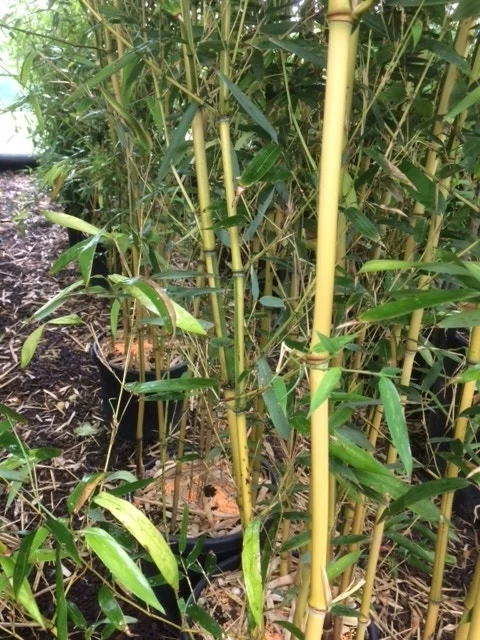 Bamboe (Phyllostachys Aureosulcata 'Spectabilis') - Afbeelding 7
