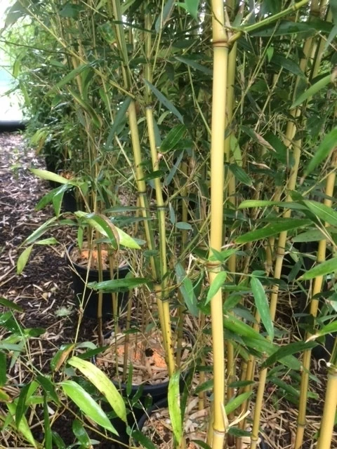 Bamboe (Phyllostachys Aureosulcata 'Spectabilis') - Afbeelding 9