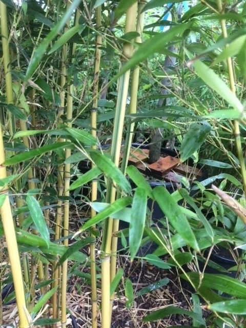 Bamboe (Phyllostachys Aureosulcata 'Spectabilis') - Afbeelding 8