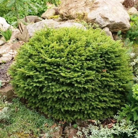 Spar (Picea Abies 'Nidiformis') - Afbeelding 4
