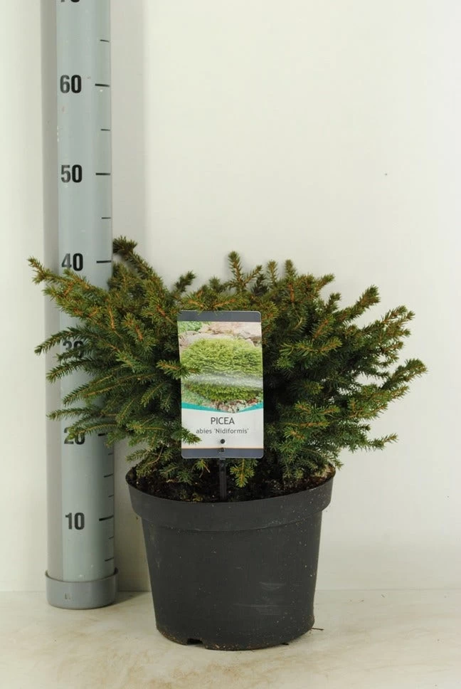 Spar (Picea Abies 'Nidiformis') - Afbeelding 3
